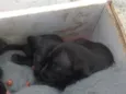 Nao tem