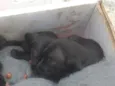 Nao tem