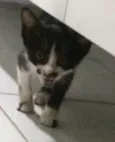 Lulu