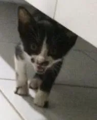 Gato raça SRD idade 2 a 6 meses nome Lulu