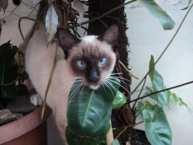 Gato ra a SRD idade 2 a 6 meses nome SUSI