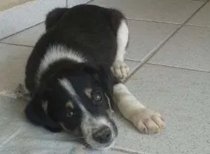 Cachorro raça SRD idade 2 a 6 meses nome sem nome