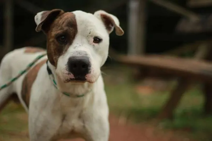 Cachorro ra a Pit-Bull idade 3 anos nome Hugo