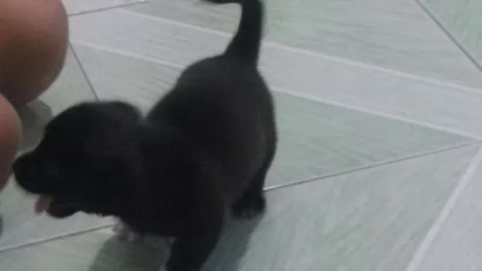 Cachorro ra a Indefinida idade 2 a 6 meses nome Poppy