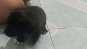 Cachorro raça Indefinida idade 2 a 6 meses nome Poppy