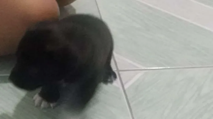 Cachorro ra a Indefinida idade 2 a 6 meses nome Poppy