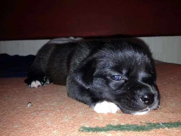 Cachorro ra a Indefinida idade 2 a 6 meses nome Poppy