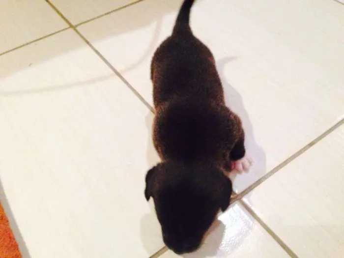 Cachorro ra a Indefinida idade 2 a 6 meses nome Poppy