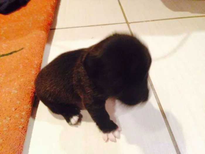 Cachorro ra a Indefinida idade 2 a 6 meses nome Poppy
