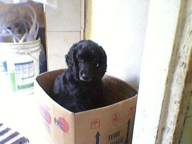 Cachorro ra a Sem raça idade 6 ou mais anos nome Antonella