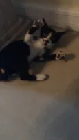 Lulu