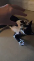 Lulu