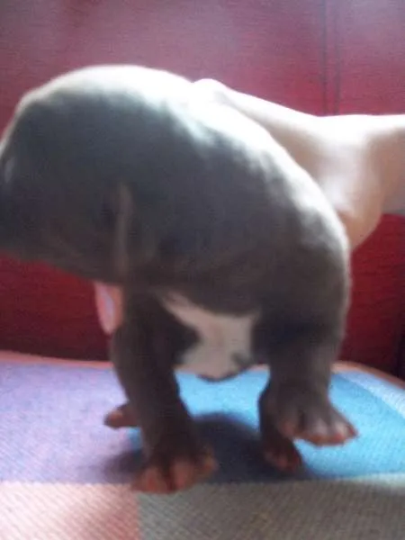 Cachorro ra a weimaraner idade Abaixo de 2 meses nome sem nome