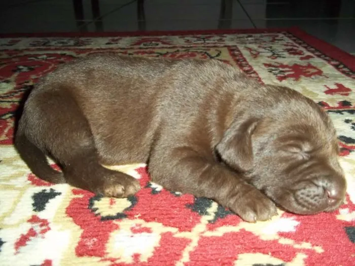 Cachorro ra a weimaraner idade Abaixo de 2 meses nome sem nome