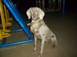 Cachorro raça weimaraner idade Abaixo de 2 meses nome sem nome