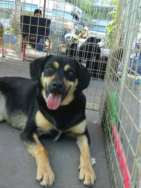 Cachorro ra a SRD idade 1 ano nome Megui