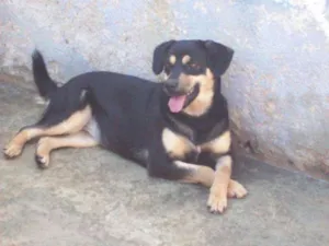 Cachorro raça SRD idade 1 ano nome Megui
