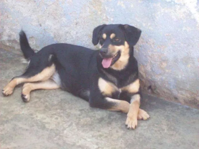 Cachorro ra a SRD idade 1 ano nome Megui