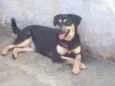 Megui