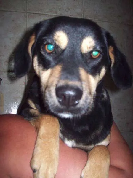 Cachorro ra a SRD idade 1 ano nome Megui
