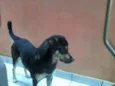 Megui