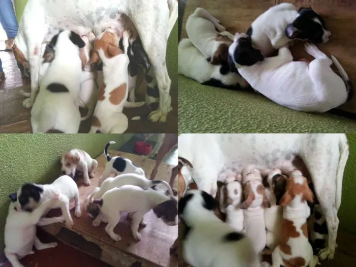 Cachorro ra a SRD idade  nome Lindos filhotes