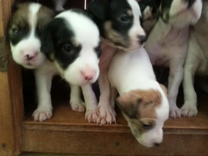 Cachorro ra a SRD idade  nome Lindos filhotes