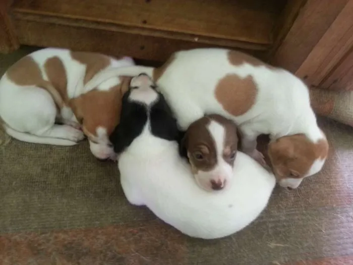 Cachorro ra a SRD idade  nome Lindos filhotes