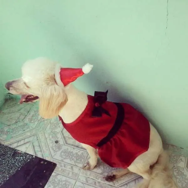 Cachorro raça SRD idade 2 anos nome Hanna