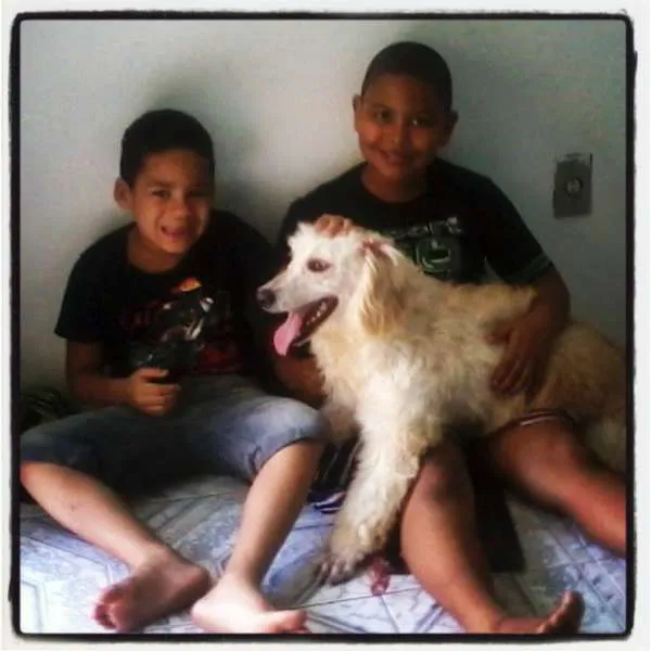 Cachorro raça SRD idade 2 anos nome Hanna