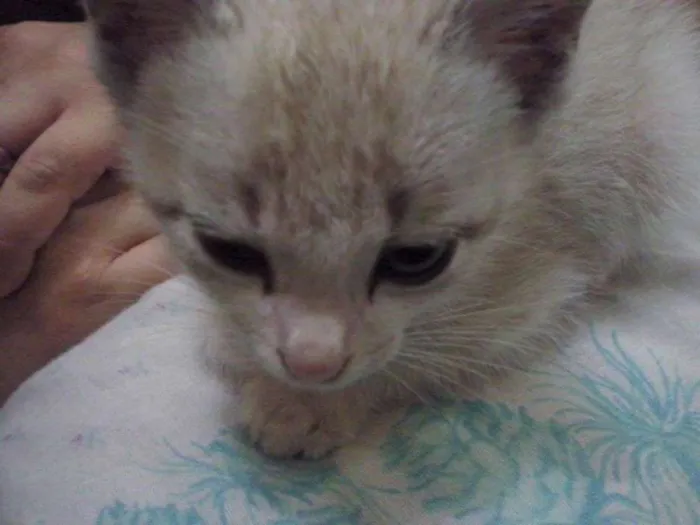 Gato ra a Ciamês idade Abaixo de 2 meses nome Mike