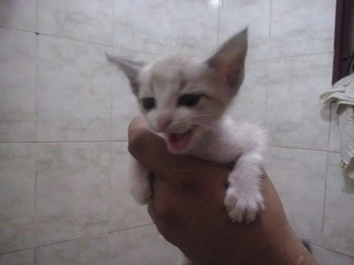Gato ra a Ciamês idade Abaixo de 2 meses nome Mike