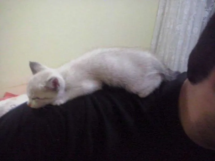 Gato ra a Ciamês idade Abaixo de 2 meses nome Mike