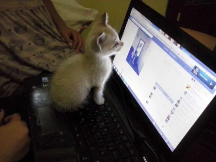 Gato ra a Ciamês idade Abaixo de 2 meses nome Mike