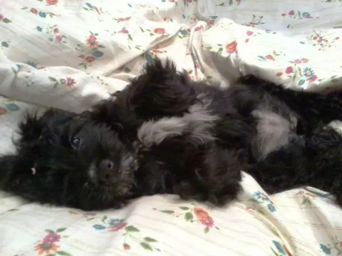 Cachorro ra a Lhasa Apso idade 3 anos nome Whoopy