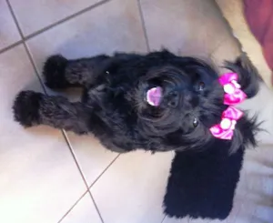 Cachorro raça Lhasa Apso idade 3 anos nome Whoopy