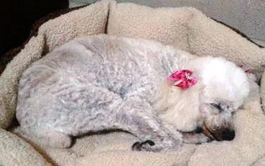 Cachorro ra a Poodle idade 4 anos nome Branca