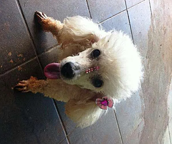 Cachorro ra a Poodle idade 4 anos nome Branca