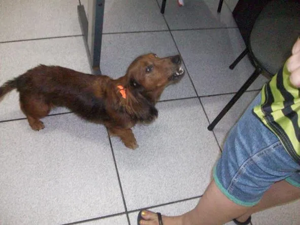 Cachorro ra a teckel, mestiço idade 3 anos nome Lola