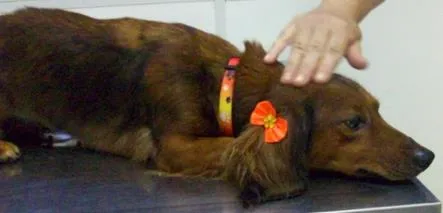 Cachorro ra a teckel, mestiço idade 3 anos nome Lola