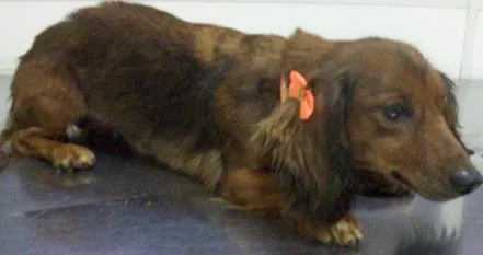 Cachorro ra a teckel, mestiço idade 3 anos nome Lola