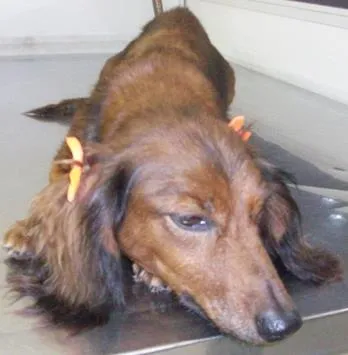 Cachorro ra a teckel, mestiço idade 3 anos nome Lola