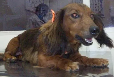 Cachorro ra a teckel, mestiço idade 3 anos nome Lola