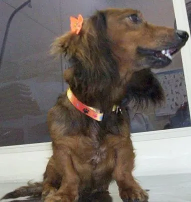 Cachorro ra a teckel, mestiço idade 3 anos nome Lola