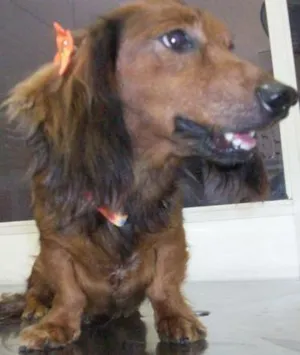 Cachorro raça teckel, mestiço idade 3 anos nome Lola