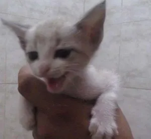 Gato raça Ciamês idade Abaixo de 2 meses nome Mike