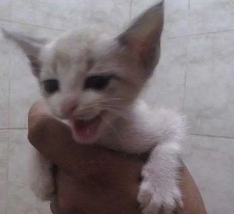 Gato ra a Ciamês idade Abaixo de 2 meses nome Mike