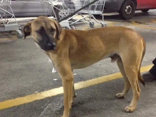 Cachorro ra a SRD idade  nome Max