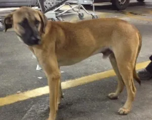 Cachorro raça SRD idade  nome Max