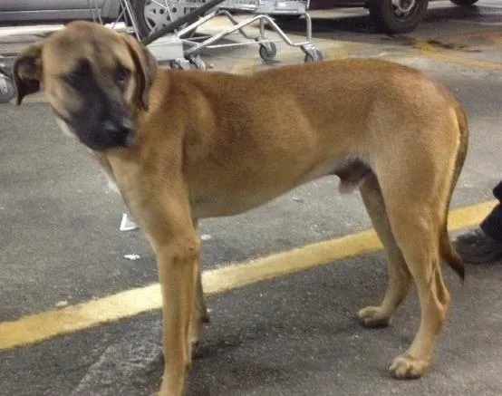 Cachorro ra a SRD idade  nome Max
